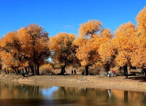 關(guān)于胡楊的詩句或格言