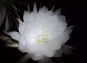 以曇花育人的古詩句