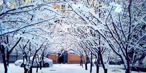 關(guān)于雪落在樹上的詩句