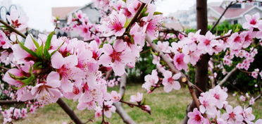 贊美歌喉的詩句,形容歌喉的詩句,形容歌喉好的詩句