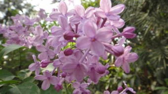 關(guān)于丁香花的古詩(shī)句十句