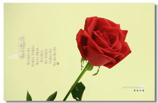 玫瑰花香味的詩句古詩