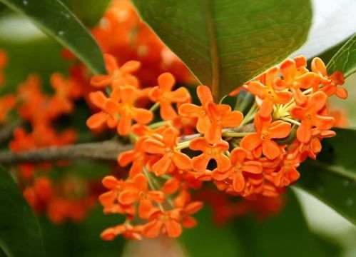 古詩(shī)詞,詩(shī)句,明月