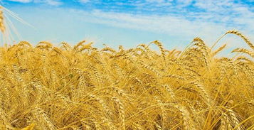 描寫(xiě)秋天的豐收詩(shī)句古詩(shī)詞