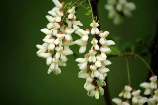 關(guān)于五月槐花的詩句