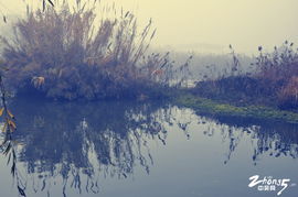 關(guān)于霧里美人的詩句