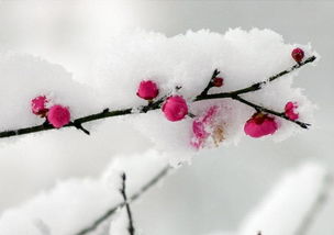 三聯(lián)關(guān)于梅花詩句