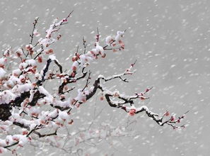 有關(guān)梅花的詩句古詩,寫關(guān)于梅花的詩句古詩,歌頌梅花的詩句古詩