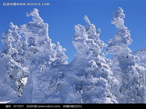 關(guān)于雪覆蓋在松樹上的詩句