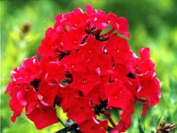 關(guān)于福祿考的詩(shī)句