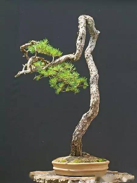 關(guān)于松樹的古詩句,表現(xiàn)友情的古詩句,表現(xiàn)思鄉(xiāng)的古詩句