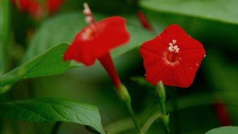 關于牽牛花愛情的詩句