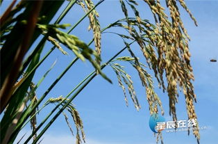 潭水,詩(shī)句,星辰