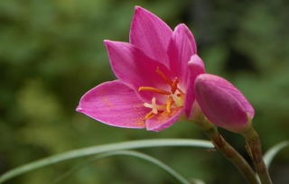 關(guān)于蘭花的花語和詩句