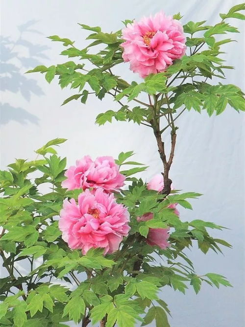 關于帶花的詞語帶花的詩句