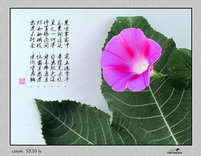 關(guān)于牽牛花的詩句古詩