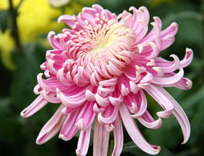 寫首關(guān)于菊花的詩句