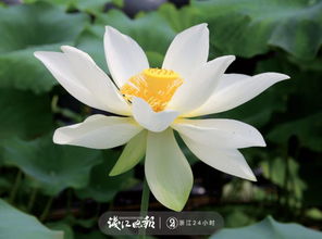 楊萬里宿新市徐公店的詩句,送楊萬里詩句,楊萬里描寫荷花的詩句