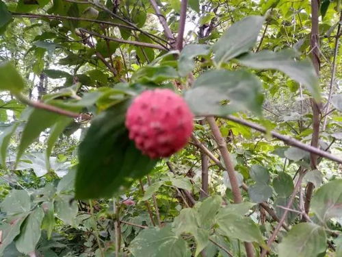 關(guān)于芙蓉李果子的詩句古詩詞