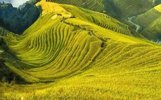 關(guān)于描寫芒種的詩句古詩,描寫芒種的優(yōu)美詩句,描寫芒種節(jié)氣的詩句