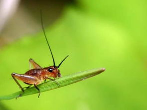 蟋蟀在古詩(shī)中叫什么詩(shī)句