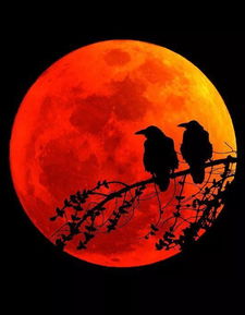 關(guān)于月亮的詩(shī)句唯美長(zhǎng)