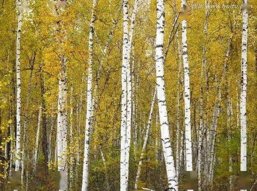 描寫白樺樹的詩句古詩岑參,關(guān)于白樺樹的詩句古詩,描寫荷花的詩句古詩