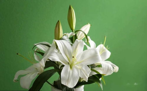 關(guān)于青澀歲月的詩(shī)句