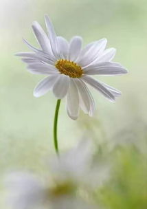 古詩,詩句,贊美,相思