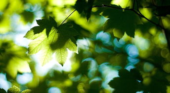 美麗夏天的古詩句