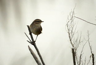 關(guān)于柳鶯的詩句