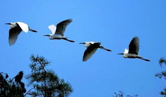 含有鳥(niǎo)名的古詩(shī)句有哪些,含有花名的古詩(shī)句有哪些,含有鳥(niǎo)的古詩(shī)句有哪些