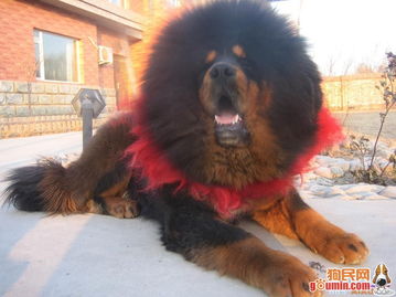 關(guān)于藏獒的古代詩(shī)句