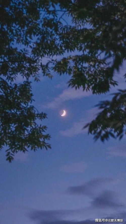 月亮,詩句,學(xué)過,小學(xué)