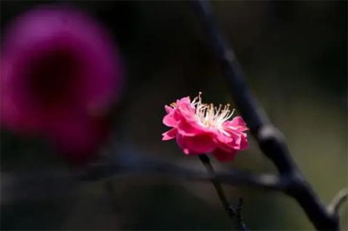 詩(shī)句,詩(shī)中