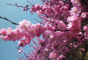 古詩關(guān)于桃花的詩句