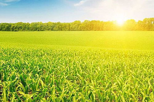 描寫家鄉(xiāng)田園風(fēng)景的古詩(shī)句