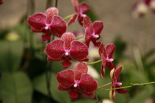 茂盛,詩(shī)句,樹木,春天