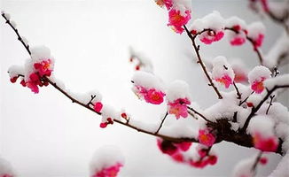 常見關(guān)于雪的詩句