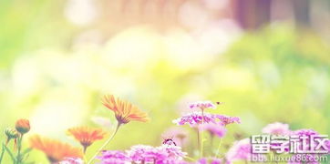 關于贊揚花的詩句