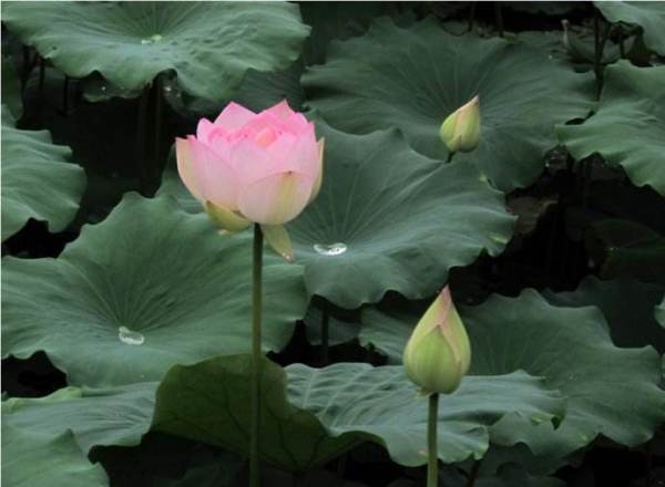 關于小人和君子的詩句