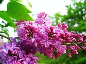 描寫丁香的詩句古詩