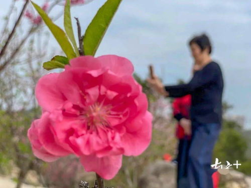 三國(guó)以前的含有桃花的古詩(shī)句