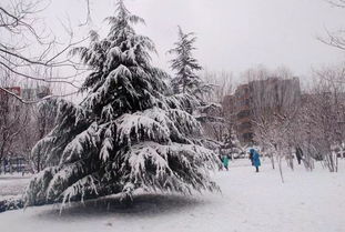 關(guān)于冬季美景的詩句古詩句