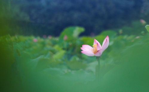 古詩中關(guān)于夏天的詩句有哪些