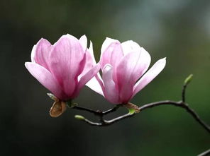 關(guān)于花的詩句及賞析,紅樓夢關(guān)于花的詩句賞析,有關(guān)花的詩句古詩大全賞析