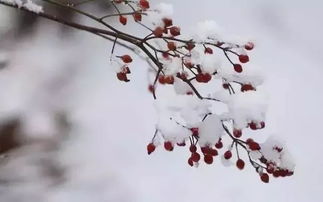 關于寄的詩句是