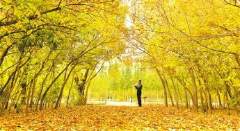 贊美秋天的花的詩句古詩大全