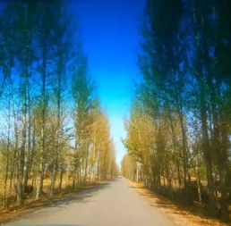 神木,詩句,描寫