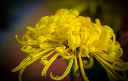 寫菊花的古詩(shī)詩(shī)句有哪些